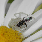 Crab spider with prey