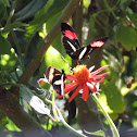 Red Postman/Crimson-Patched Longwing
