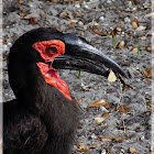 Southern Ground Hornbill
