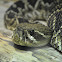 Western Diamondback Rattlesnake