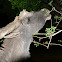 Common Eland