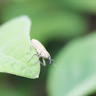 Weevil