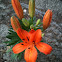 Lilly