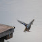 Mallard