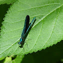 Ebony Jewelwing
