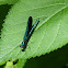 Ebony Jewelwing