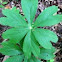 Mayapple