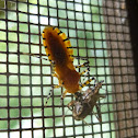 Orange Assassin Bug