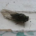Cicada