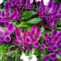 Plumed cockscomb