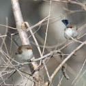 Superb fairy wrens