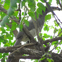 Grey Hornbill