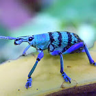 Eupholus weevil