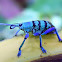 Eupholus weevil