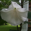 White Angel Trumpet