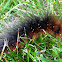 Brauner Bär or Garden Tiger Moth