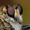 Robber Fly