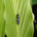 Black Soldier Fly