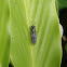 Black Soldier Fly