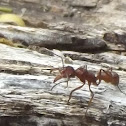 Ant