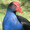Purple Swamphen