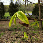 Pawpaw