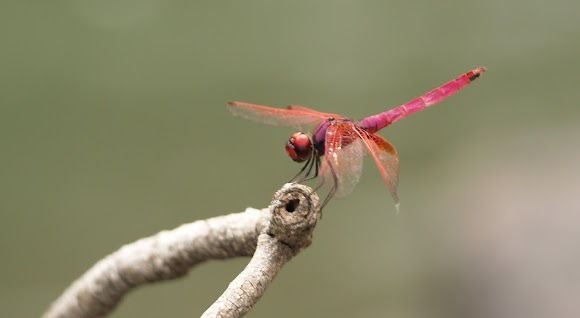 Spotting Image 1