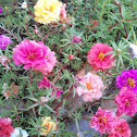 Moss Rose
