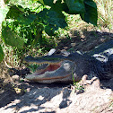 American Alligator