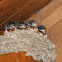 Barn Swallow & nestlings
