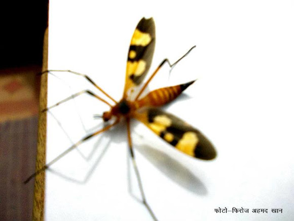 Spotting Image 1