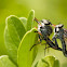 Robber Flies