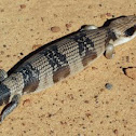 Western Blue-tongued Skink