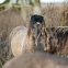 Konik Horse