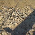 Duck Footprints