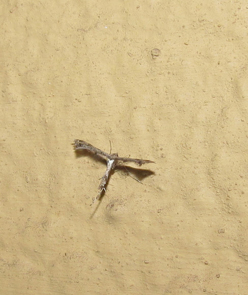 Spotting Image 1
