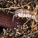 Woodlouse or Rollie Pollie