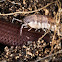 Woodlouse or Rollie Pollie