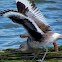 Willet