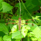 Painted skimmer