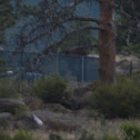 Black bear