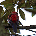 Crimson Rosella