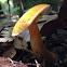 Chestnut bolete