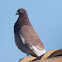Feral Pigeon; Paloma Bravia