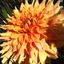 Dahlia
