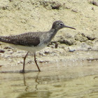 Solitary Sandpiper