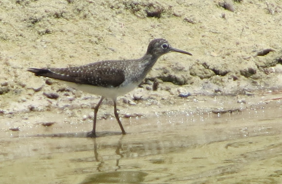 Spotting Image 1