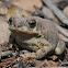Red-spotted toad