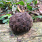 an Annona?
