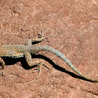 Common side-blotched lizard